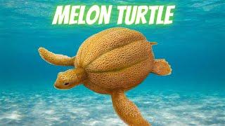 melon turtle