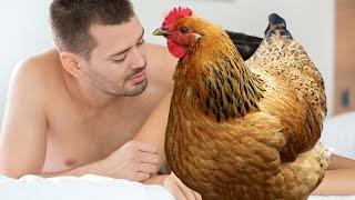 How To Make Love To a Chicken