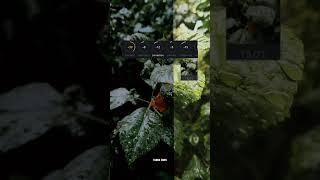 moody green colour grading in tutorial/do you know/#reelsinstagram