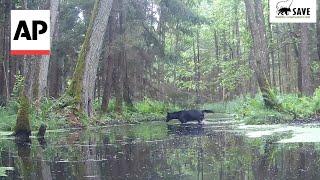 Pair of rare black wolves caught on camera in Poland