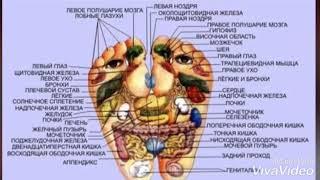 Лечение заболеваний   Как располагаются органы человека на его стопах