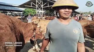 Update Harga Sapi Babon Jumbo Produktif & Jagal di Pasar Siyonoharjo Gunungkidul‼️