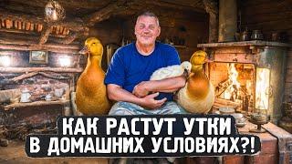 Как растут утки в домашних условиях?! ️"" "Мое Подворье"