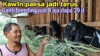 Breeding Yang Gak Modal Terus, Di Sini Asal Di Kawinkan Pasti Jadi Walau Belum B1rah1