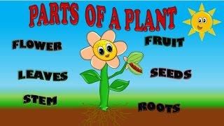 PARTS OF A PLANT FOR KIDS, PARTES DE PLANTA EN INGLES PARA NIÑOS