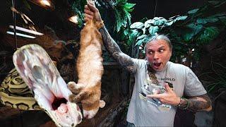 FEEDING ALL MY ANIMALS AT MY REPTILE ZOO IN ONE VIDEO!! | BRIAN BARCZYK