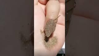 subscribe my channel ️|glitter nail art|nail art at home| nail art| nail polish|#shorts