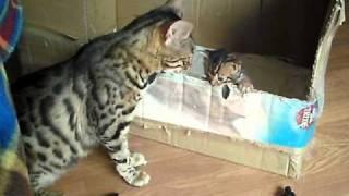 bengal cat talking to her kitten - ORIGINAL