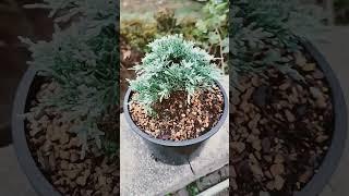 There is tons of fall growth on the Icee Blue Juniper bonsai! #bonsai #bonsaicare