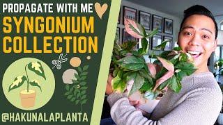 Propagating My Syngoniums  - Aurea, Albo, Mojito, Pink Splash, Wendlandii | PROPAGATE WITH ME 