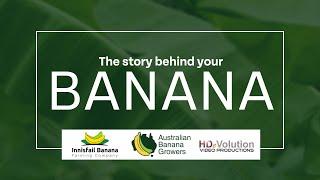 The journey of an Aussie banana