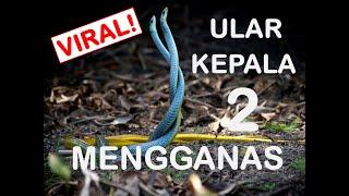 VIRAL! Ular Kepala 2 Mengganas di Kota Marudu, Sabah.