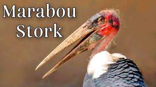 Marabou Stork: Lord of Fire and Death. The Most TERRIFYING BIRDS In The World. Amazing Facts