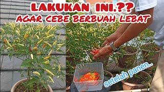 agar cabe berbuah lebat kembali setelah panen #cabe #petani #garden