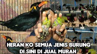 HERAN APA GA RUGI SEMUA BURUNG DI JUAL MURAH