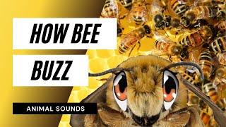 The Animal Sounds: Bee's Buzz / Sound Effect / Animation