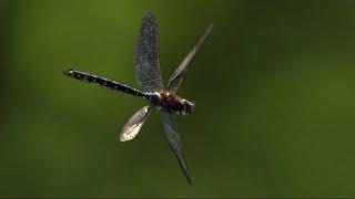 Dragonfly in Slow Motion | BBC Earth Explore