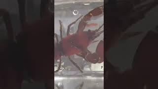 Identifying Signal Crayfish #crayfish