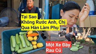 784# Tại Sao Không Rước Anh Chị Qua Hàn Làm Phụ ,Thu Hoạch Đầy Một Xe Bầu, Đậu Bắp, Dưa Hoàng Kim