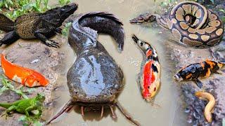 Wow! Fishing for ornamental fish in the pond includes catfish, koi fish, snakehead fish, eels