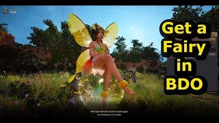 how to get a fairy in bdo - black desert online