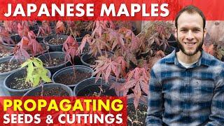 Growing Japanese Maple Trees from Seed & Rooting Cuttings (Acer Palmatum)