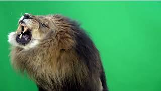 green screen lion, animals, animation, chroma key