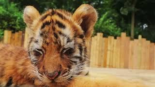 The little tiger cub is so sleepy!  #tigercub  #tiger #kitten #fpy #cute #kitty #zoo #adorable