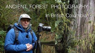 Ancient Forest Photography In British Columbia - North Vancouver Landscape - Capilano River