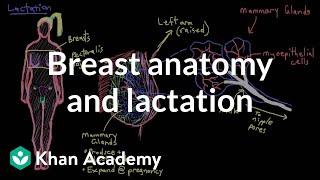 Breast anatomy and lactation | Reproductive system physiology | NCLEX-RN | Khan Academy