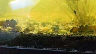 Desert Goby Sparring and babies