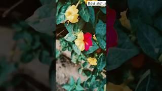 Nature Edits 4k #shorts #nature #edit #4k #status #trending #tiktok #reels #beautiful #songs#popular