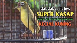 SUARA CIAK JOSS KECIAL KUNING GACOR SUPER KASAP || paling mudah di tiru untuk masteran kecial kuning