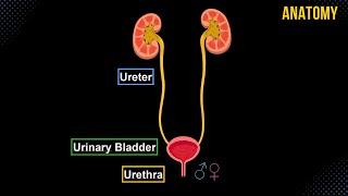 Ureter, Urinary Bladder & Urethra (Structures & Walls) - Urinary System Anatomy