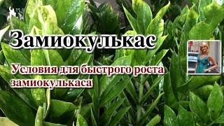 ЗАМИОКУЛЬКАС. УСЛОВИЯ ДЛЯ БЫСТРОГО РОСТА ЗАМИОКУЛЬКАСА