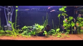 Fishtank development from 22/11/2014 to 04/03/2015