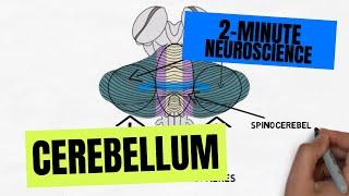 2-Minute Neuroscience: Cerebellum