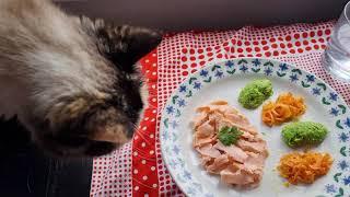 I made a gourmet meal for my cat