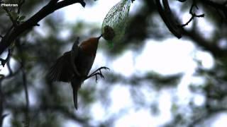 Slow Motion Movie from a Robin - flight study