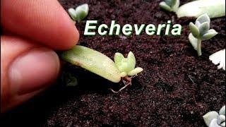 How to Grow Echeveria & Succulent from leaf