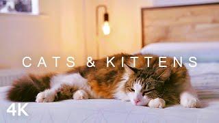 CATS & KITTENS in 4K | 2 Hours | Relaxing Ambient Piano Music Cute Pets