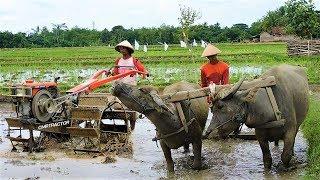 Traktor Dan KERBAU Membajak Sawah G1000 G3000 Zeva