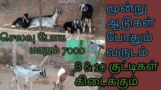 செலவு போக மாதம் 7000 வரை கிடைக்கும்||ஆடு வளர்ப்பு || Mr - Native farm 360