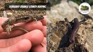 Flipping for Salamanders and Lizards | Field Herping Orange County