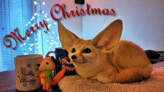 Djinn the Fennec Fox Wishes you a Merry Christmas!