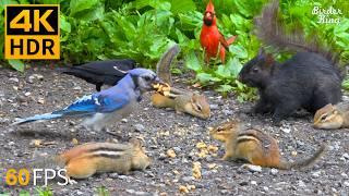 Katzen TV  Verrückte Vögel und Eichhörnchen  Katzenspiele 4K HDR