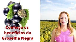 Benefícios da Groselha Negra