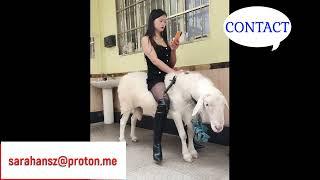 Sheep Riding | Goat Riding | Pony Riding