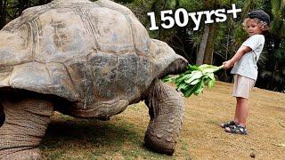 Finding Giant Tortoises in Mauritius | La Vanille Nature Park