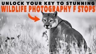 F Stop Tips for Emotional Impact in wildlife photography